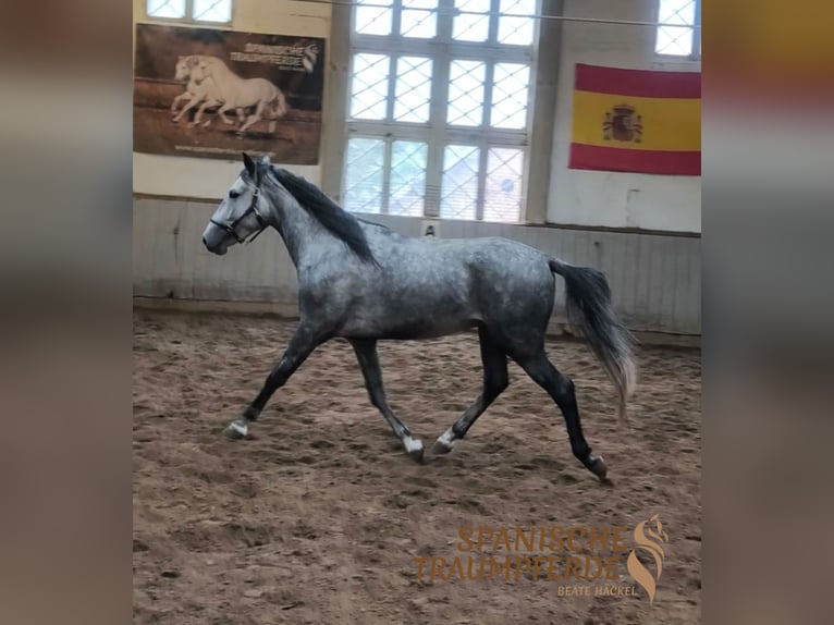 PRE Wallach 4 Jahre 155 cm Schimmel in Stipsdorf