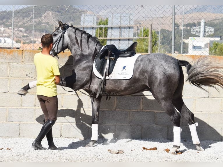 PRE Wallach 4 Jahre 155 cm Schimmel in Provinz Granada