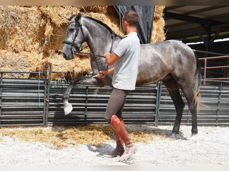 PRE Wallach 4 Jahre 155 cm Schimmel in Provinz Granada