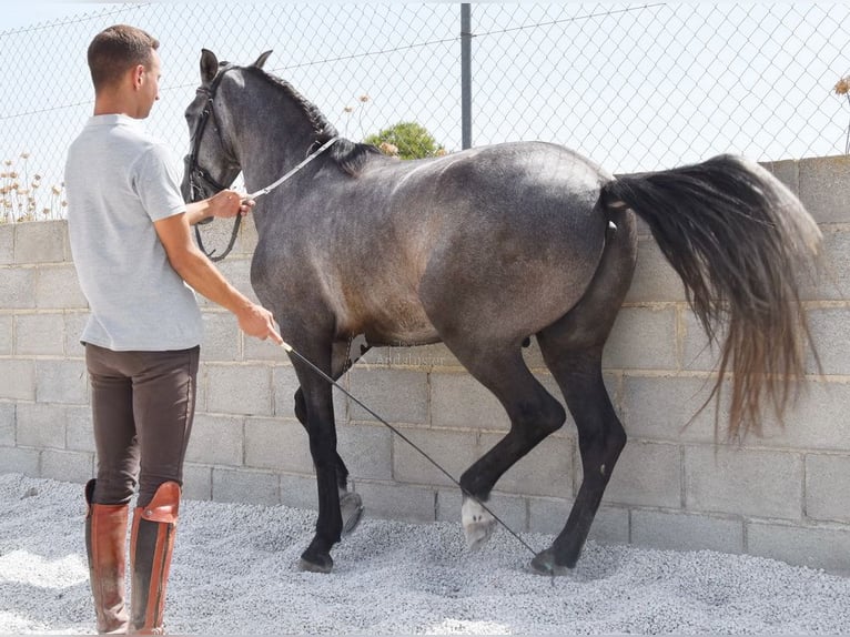 PRE Wallach 4 Jahre 155 cm Schimmel in Provinz Granada