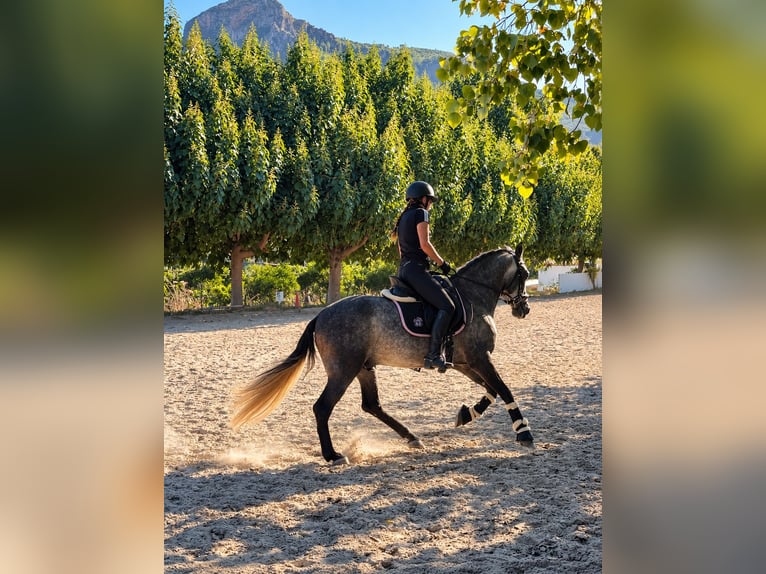 PRE Mix Wallach 4 Jahre 156 cm Apfelschimmel in Gandia