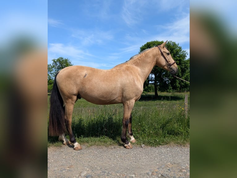 PRE Wallach 4 Jahre 156 cm Falbe in BetchatCaumont