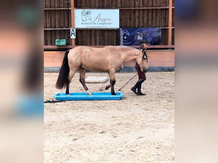 PRE Wallach 4 Jahre 156 cm Falbe in BetchatCaumont
