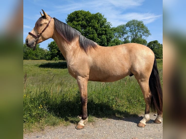 PRE Wallach 4 Jahre 156 cm Falbe in BetchatCaumont