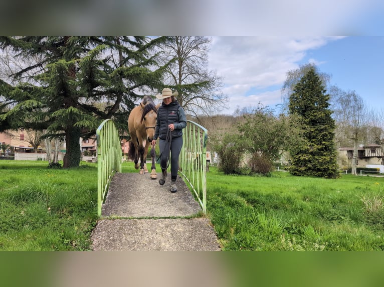 PRE Wallach 4 Jahre 156 cm Falbe in Caumont
