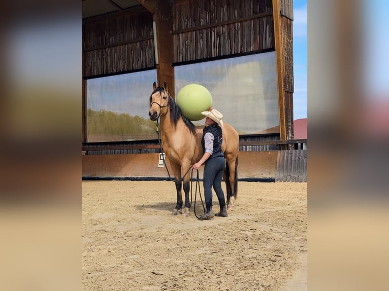 PRE Wallach 4 Jahre 156 cm Falbe in Caumont