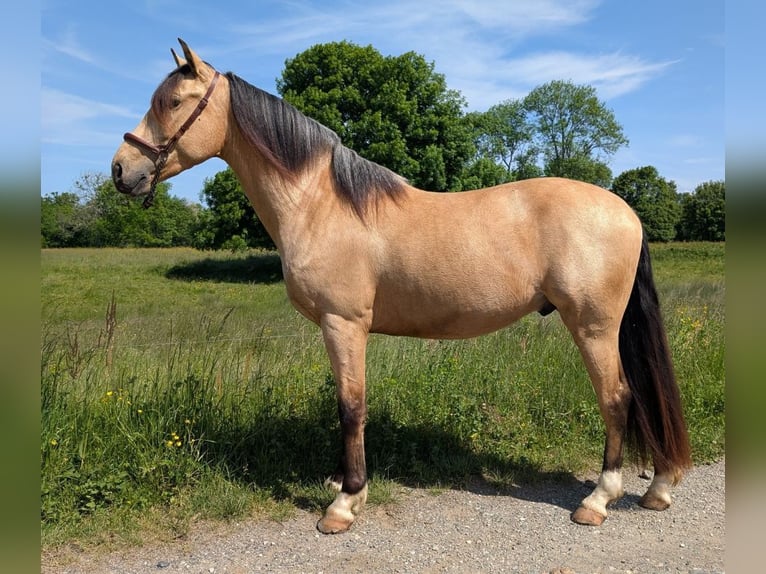 PRE Mix Wallach 4 Jahre 156 cm Falbe in Caumont PRE Mix Wallach 4 Jahre 156 cm Falbe in Caumont