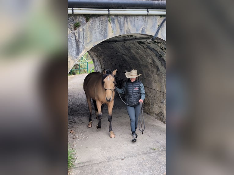 PRE Wallach 4 Jahre 156 cm Falbe in Caumont