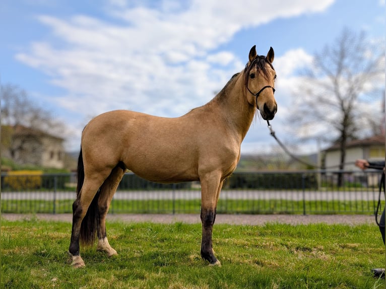 PRE Wallach 4 Jahre 156 cm Falbe in Caumont