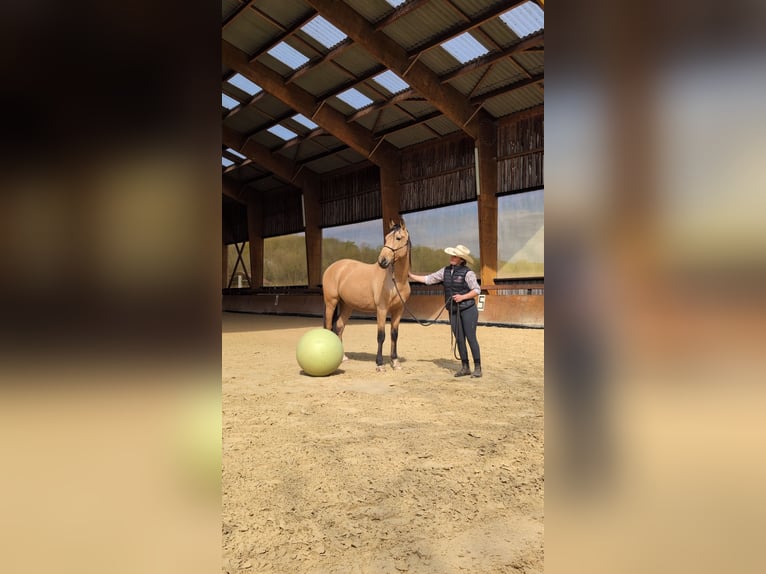 PRE Wallach 4 Jahre 156 cm Falbe in Caumont