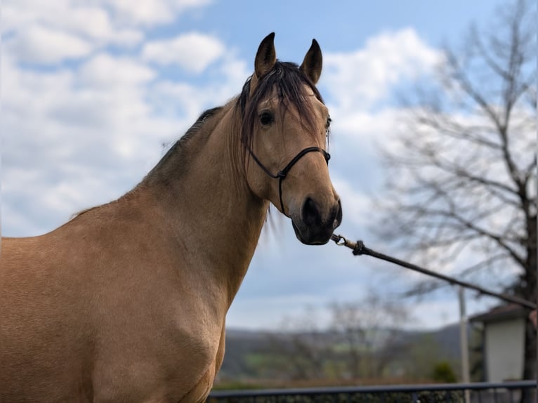 PRE Wallach 4 Jahre 156 cm Falbe in Caumont
