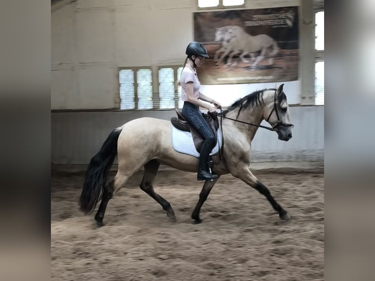 PRE Mix Wallach 4 Jahre 156 cm Falbe in Traventhal