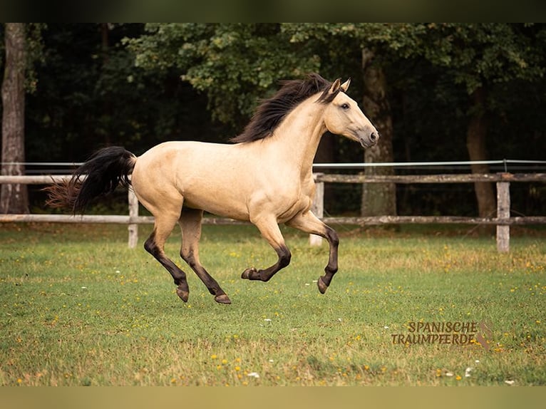 PRE Mix Wallach 4 Jahre 156 cm Falbe in Traventhal