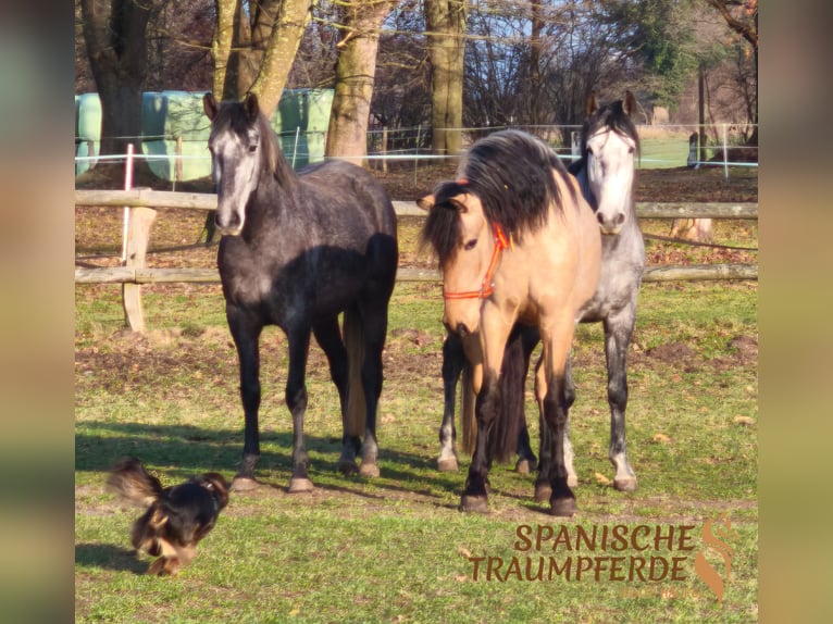 PRE Mix Wallach 4 Jahre 156 cm Falbe in Traventhal