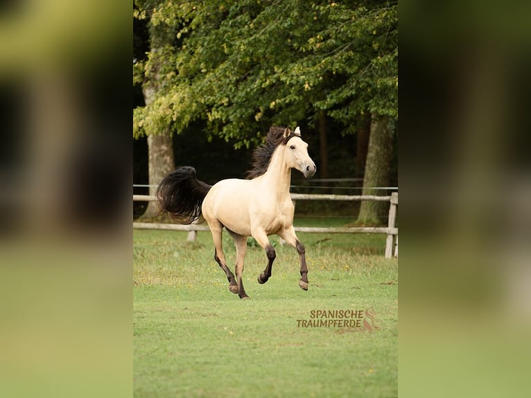 PRE Mix Wallach 4 Jahre 156 cm Falbe in Traventhal