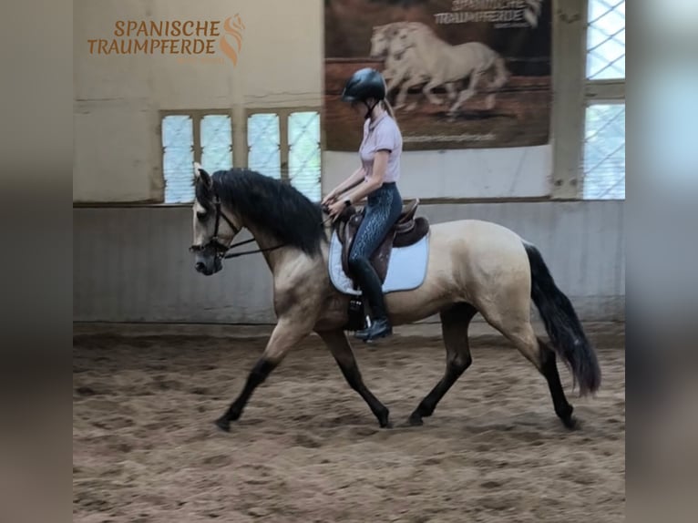 PRE Mix Wallach 4 Jahre 156 cm Falbe in Traventhal