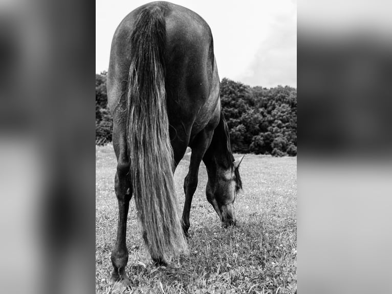 PRE Mix Wallach 4 Jahre 156 cm Schimmel in Mamer