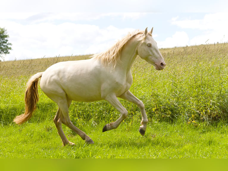 PRE Mix Wallach 4 Jahre 157 cm Cremello in Altkirchen