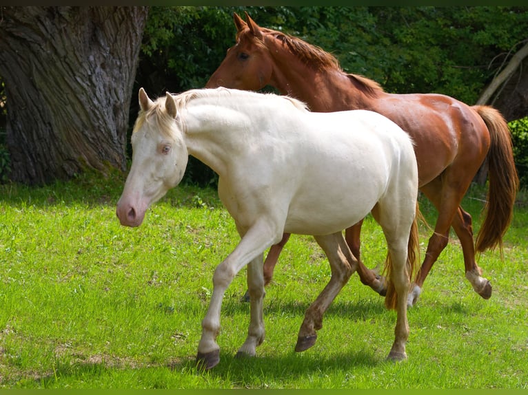 PRE Mix Wallach 4 Jahre 157 cm Cremello in Altkirchen