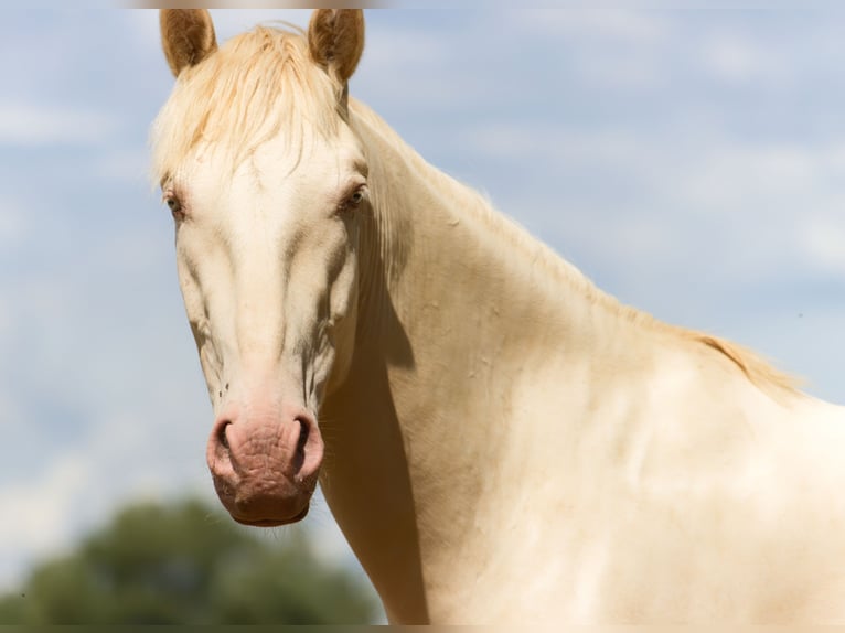 PRE Mix Wallach 4 Jahre 157 cm Cremello in Altkirchen