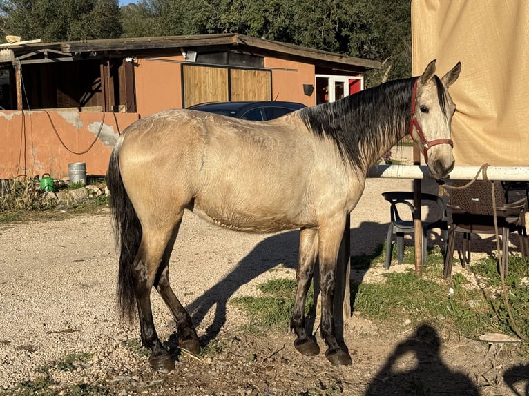 PRE Mix Wallach 4 Jahre 157 cm Falbe in Llucmajor
