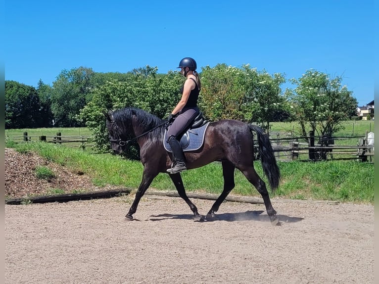 PRE Mix Wallach 4 Jahre 157 cm Rappe in Karlshuld