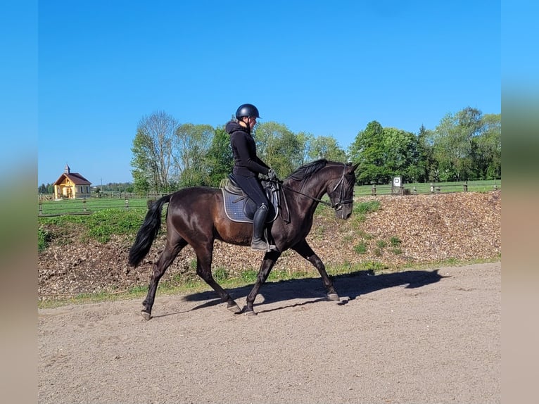 PRE Mix Wallach 4 Jahre 157 cm Rappe in Karlshuld