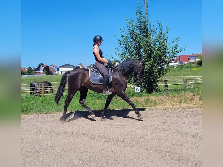 PRE Mix Wallach 4 Jahre 157 cm Rappe in Karlshuld