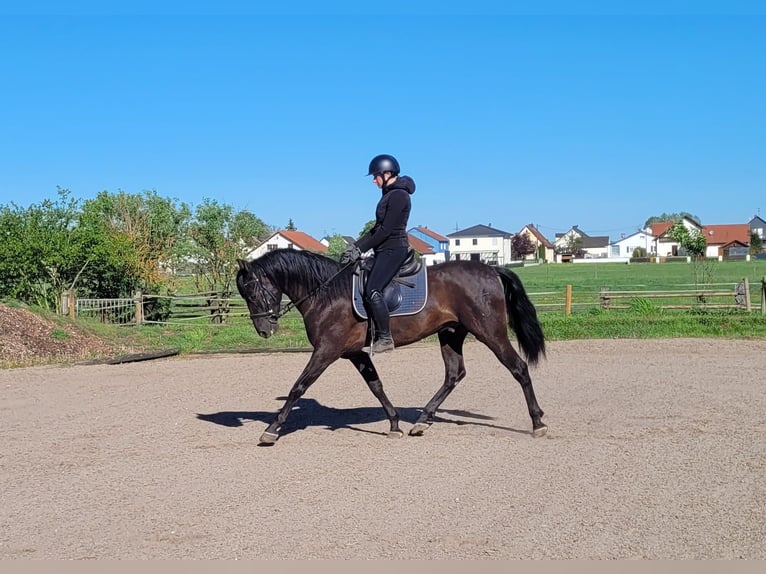 PRE Mix Wallach 4 Jahre 157 cm Rappe in Karlshuld