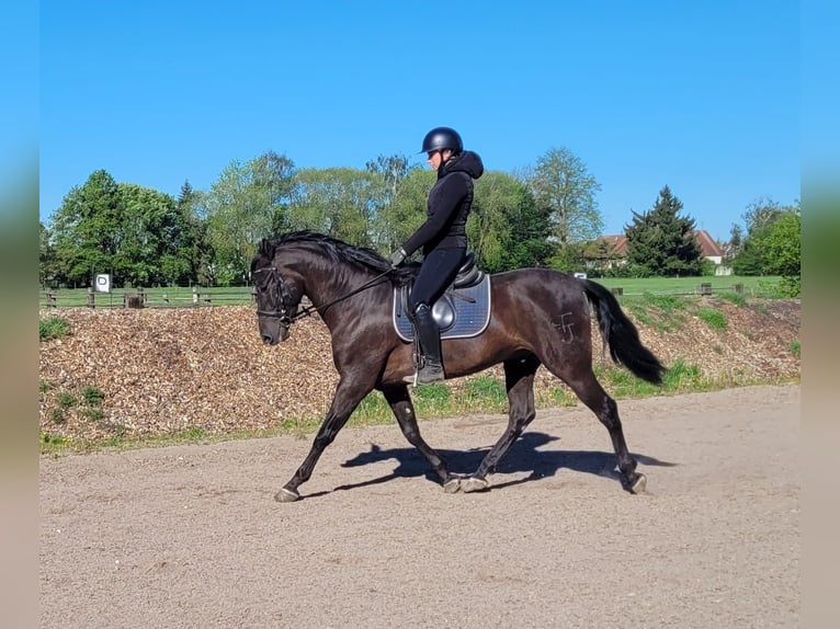 PRE Mix Wallach 4 Jahre 157 cm Rappe in Karlshuld