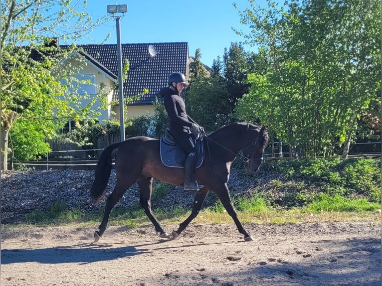 PRE Mix Wallach 4 Jahre 157 cm Rappe in Karlshuld