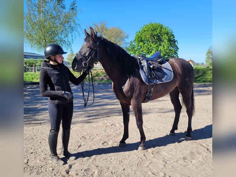 PRE Mix Wallach 4 Jahre 157 cm Rappe in Karlshuld