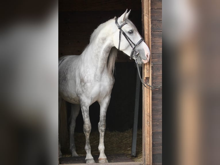 PRE Mix Wallach 4 Jahre 157 cm Schimmel in Affoltern am Albis
