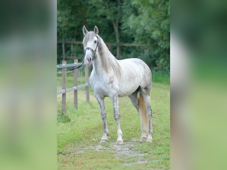 PRE Mix Wallach 4 Jahre 157 cm Schimmel in Affoltern am Albis