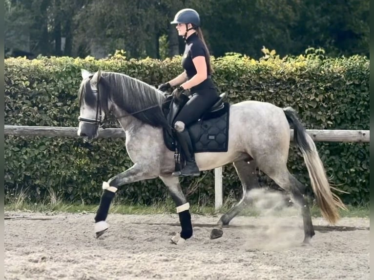PRE Mix Wallach 4 Jahre 157 cm Schimmel in Neustadt (Wied)