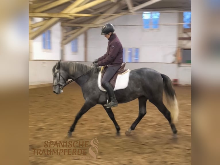 PRE Mix Wallach 4 Jahre 157 cm Schimmel in Traventhal