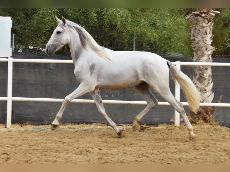 PRE Wallach 4 Jahre 157 cm Schimmel in Provinz Malaga