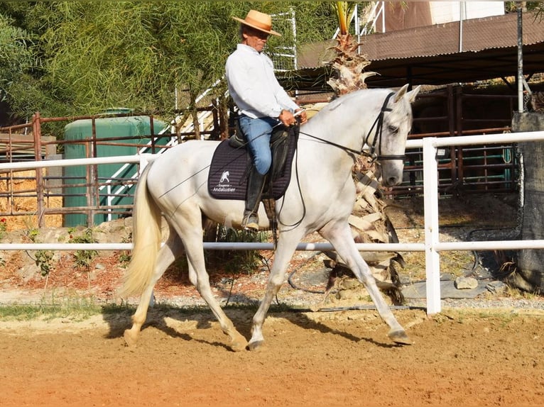 PRE Wallach 4 Jahre 157 cm Schimmel in Provinz Malaga