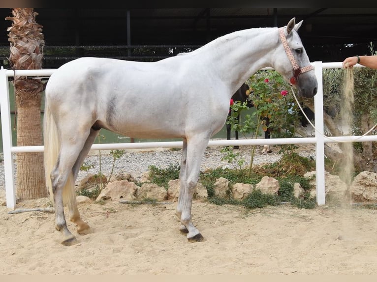 PRE Wallach 4 Jahre 157 cm Schimmel in Provinz Malaga