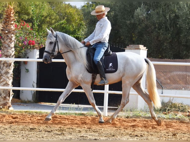 PRE Wallach 4 Jahre 157 cm Schimmel in Provinz Malaga