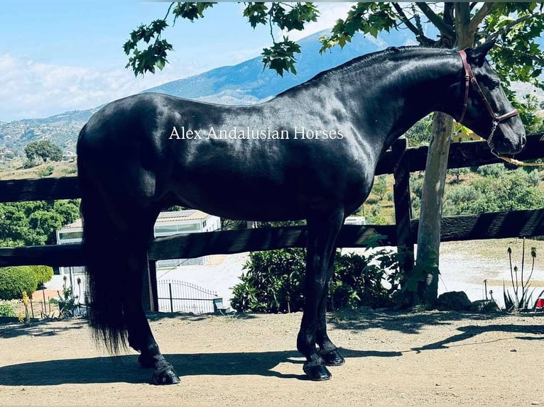 PRE Mix Wallach 4 Jahre 158 cm Rappe in Sevilla