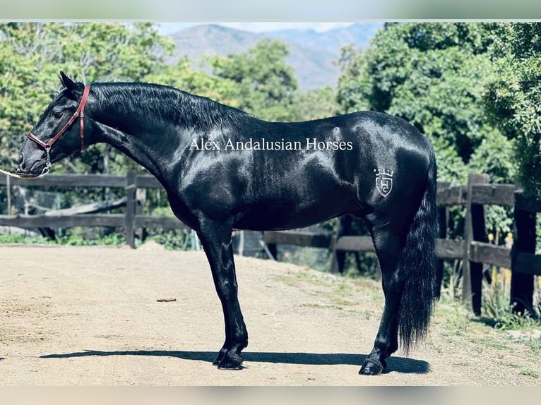 PRE Mix Wallach 4 Jahre 158 cm Rappe in Sevilla