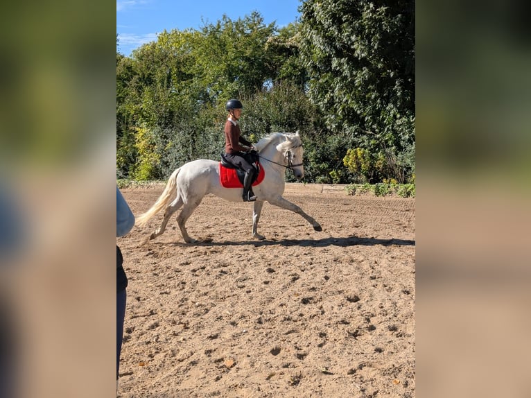 PRE Wallach 4 Jahre 158 cm Schimmel in Rommerskirchen