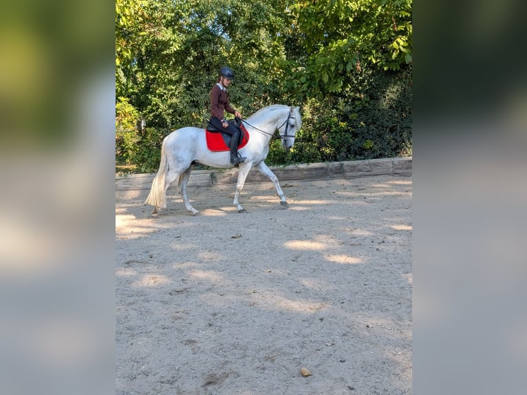 PRE Wallach 4 Jahre 158 cm Schimmel in Rommerskirchen