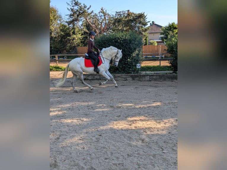 PRE Wallach 4 Jahre 158 cm Schimmel in Rommerskirchen