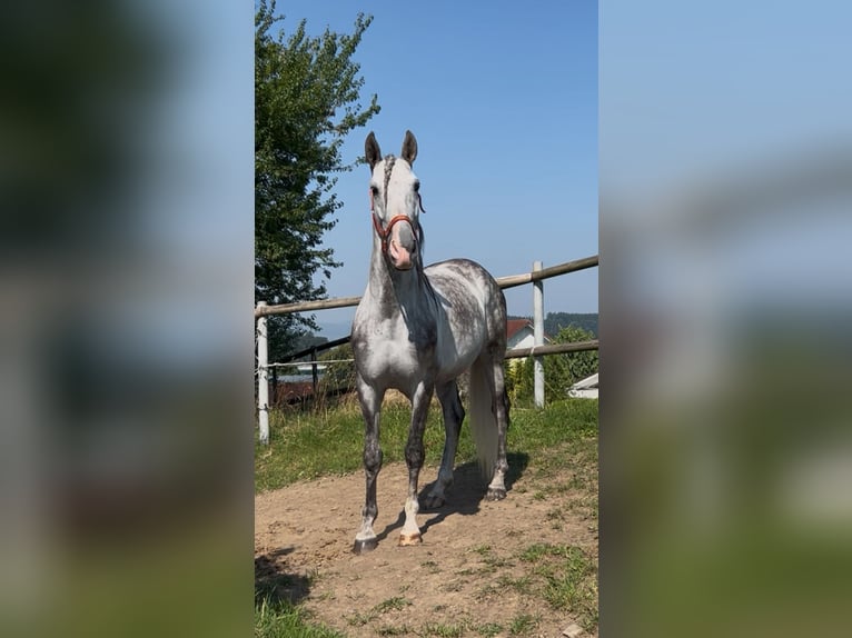 PRE Mix Wallach 4 Jahre 158 cm Schimmel in Aeugst am Albis