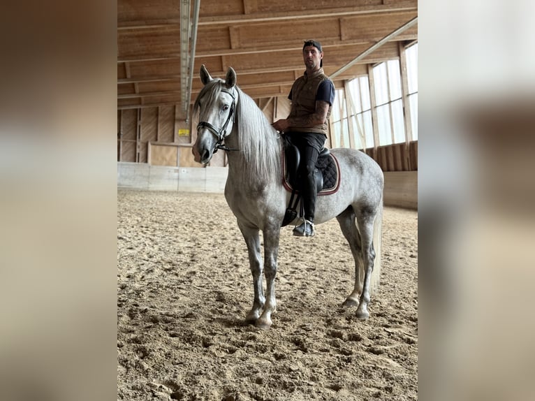 PRE Mix Wallach 4 Jahre 158 cm Schimmel in Aeugst am Albis