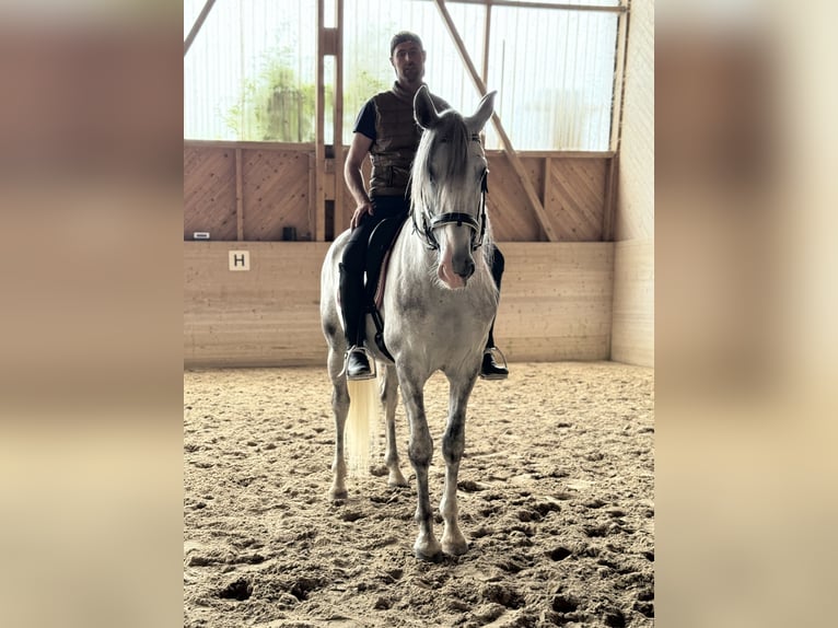 PRE Mix Wallach 4 Jahre 158 cm Schimmel in Aeugst am Albis