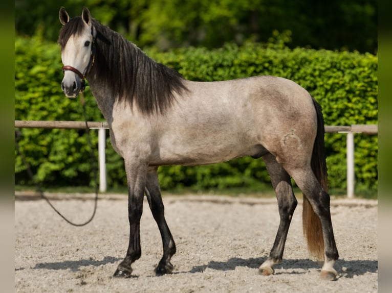 PRE Wallach 4 Jahre 158 cm Schimmel in Neustadt (Wied)