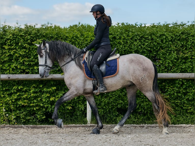 PRE Wallach 4 Jahre 158 cm Schimmel in Neustadt (Wied)
